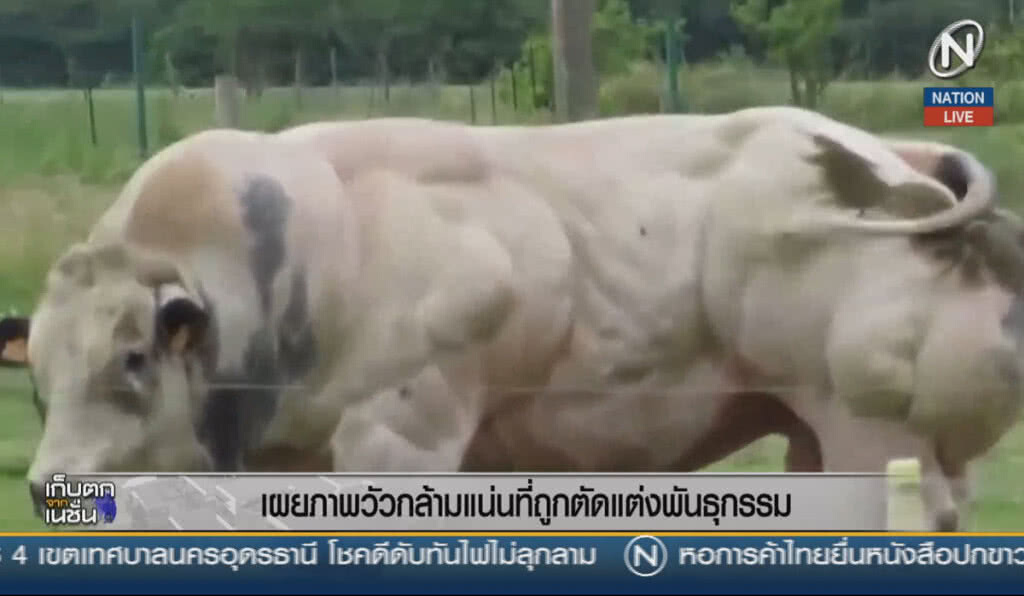 (คลิปข่าว) เผยภาพวัวกล้ามแน่น ที่ถูกตัดแต่งพันธุกรรม