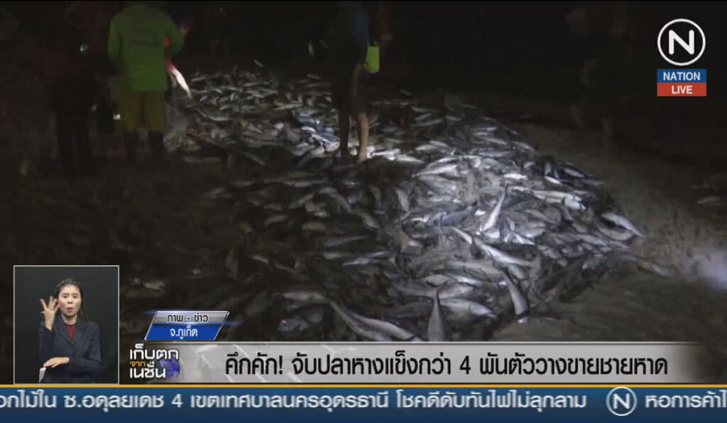 (คลิปข่าว) คึกคัก จับปลาหางแข็งกว่า 4,000 ตัว วางขายชายหาด