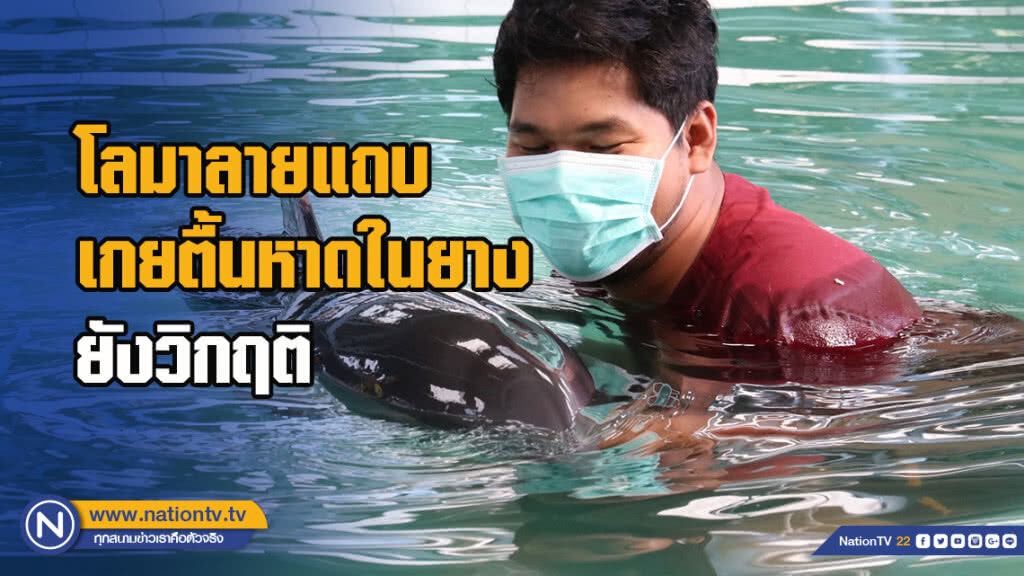 โลมาลายแถบเกยตื้นหาดในยาง ยังวิกฤติ โลมาลายแถบเกยตื้นหาดในยาง ยังวิกฤติ