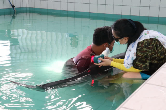 โลมาลายแถบเกยตื้นหาดในยาง ยังวิกฤติ