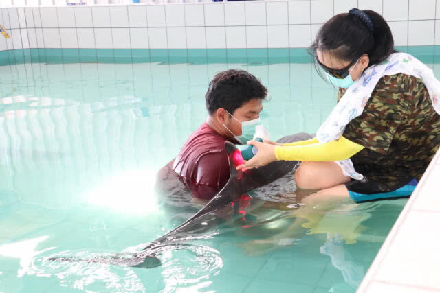 โลมาลายแถบเกยตื้นหาดในยาง ยังวิกฤติ