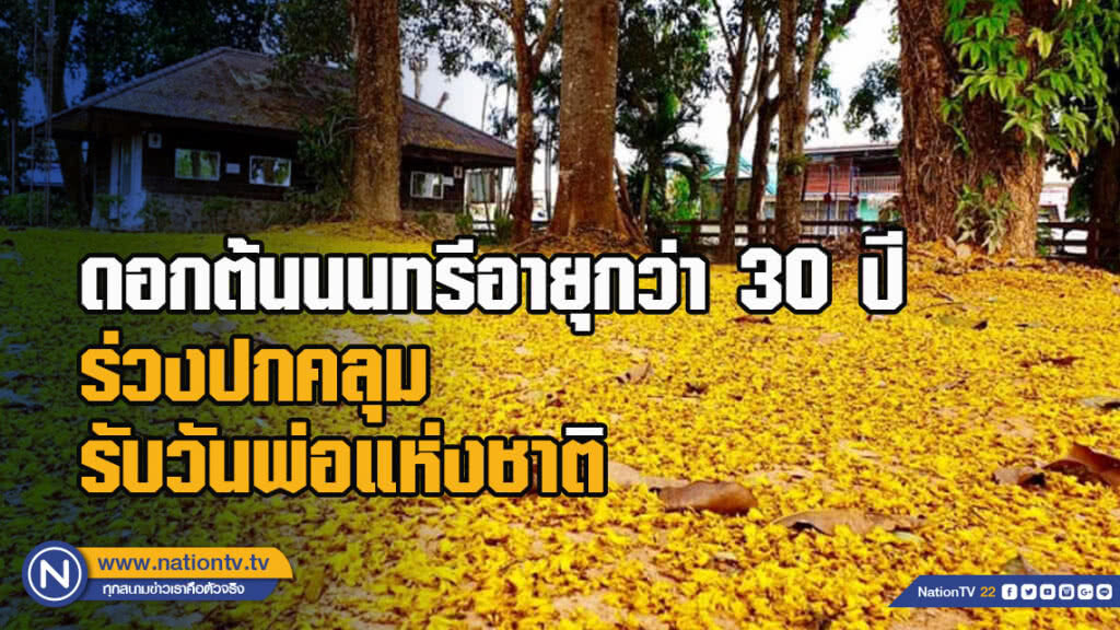 ฮือฮา...ดอกต้นนนทรี ร่วงปกคลุมพื้นรับวันพ่อแห่งชาติ