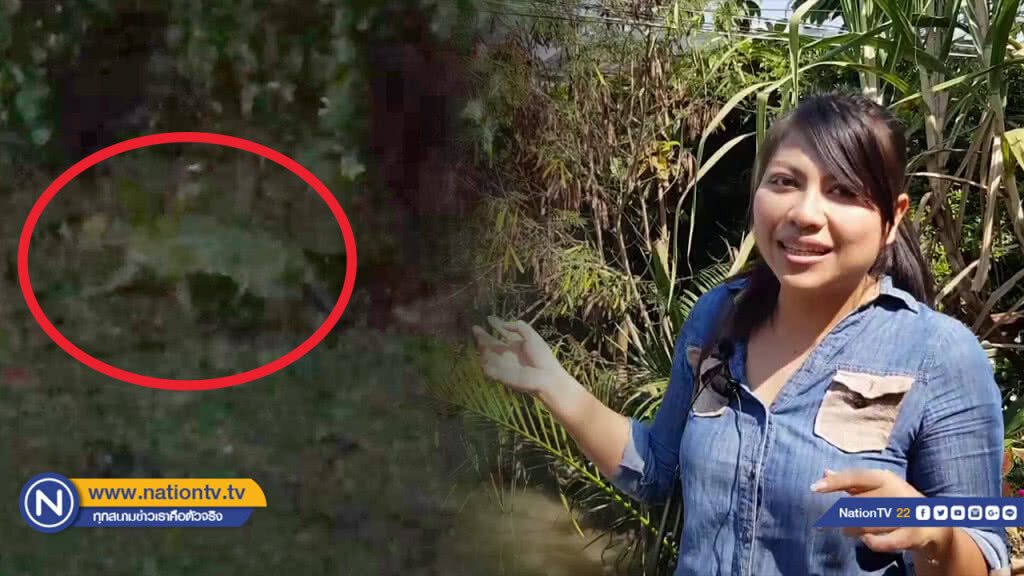 สาวโพสต์คลิป "เสือปลา" สัตว์ใกล้สูญพันธุ์วอนเจ้าหน้าที่ตรวจสอบเพื่ออนุรักษ์ สาวโพสต์คลิป "เสือปลา" สัตว์ใกล้สูญพันธุ์วอนเจ้าหน้าที่ตรวจสอบเพื่ออนุรักษ์
