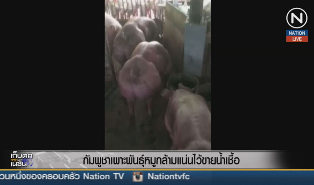 (คลิปข่าว) กัมพูชาเพาะพันธุ์หมูกล้ามแน่น ไว้ขายน้ำเชื้อ (คลิปข่าว) กัมพูชาเพาะพันธุ์หมูกล้ามแน่น ไว้ขายน้ำเชื้อ