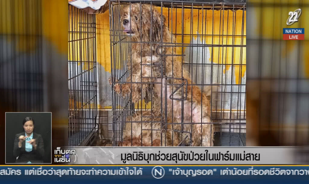 (คลิปข่าว)  มูลนิธิบุกช่วยสุนัขป่วย ในฟาร์มแม่สาย