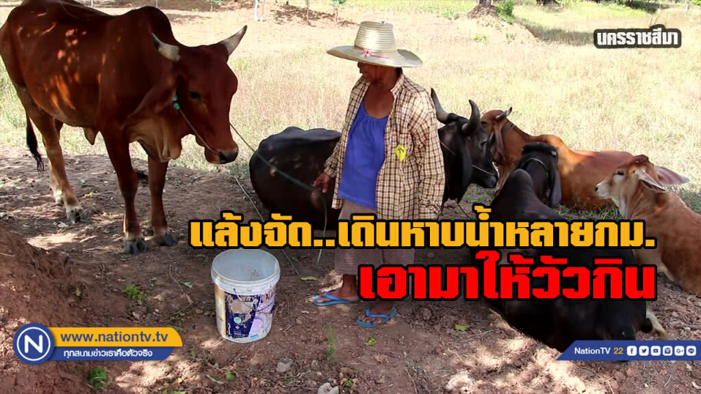 "โคราช" แล้งต่อเนื่องเกษตรกรต้องเดินหาบน้ำไกลหลายกม.เพื่อหาน้ำให้วัวกิน