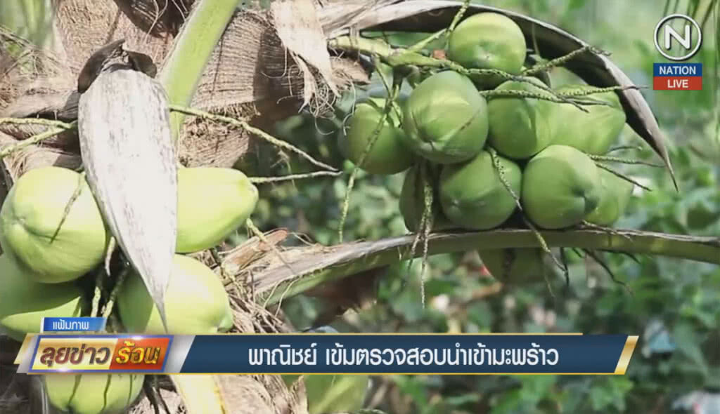 (คลิปข่าว) พาณิชย์ตรวจเข้มนำเข้ามะพร้าว