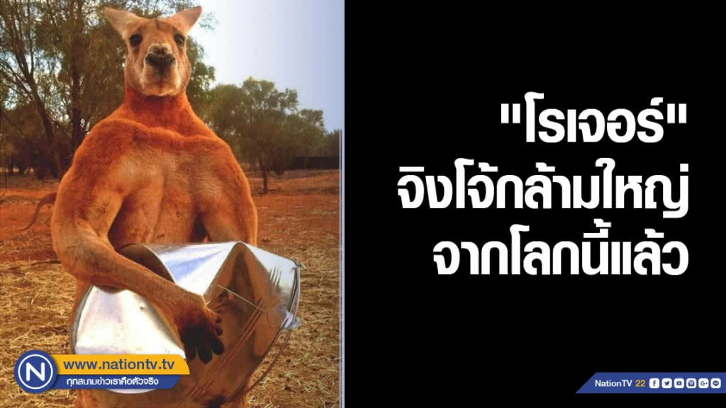 "โรเจอร์" จิงโจ้กล้ามใหญ่ จากโลกนี้แล้ว "โรเจอร์" จิงโจ้กล้ามใหญ่ จากโลกนี้แล้ว