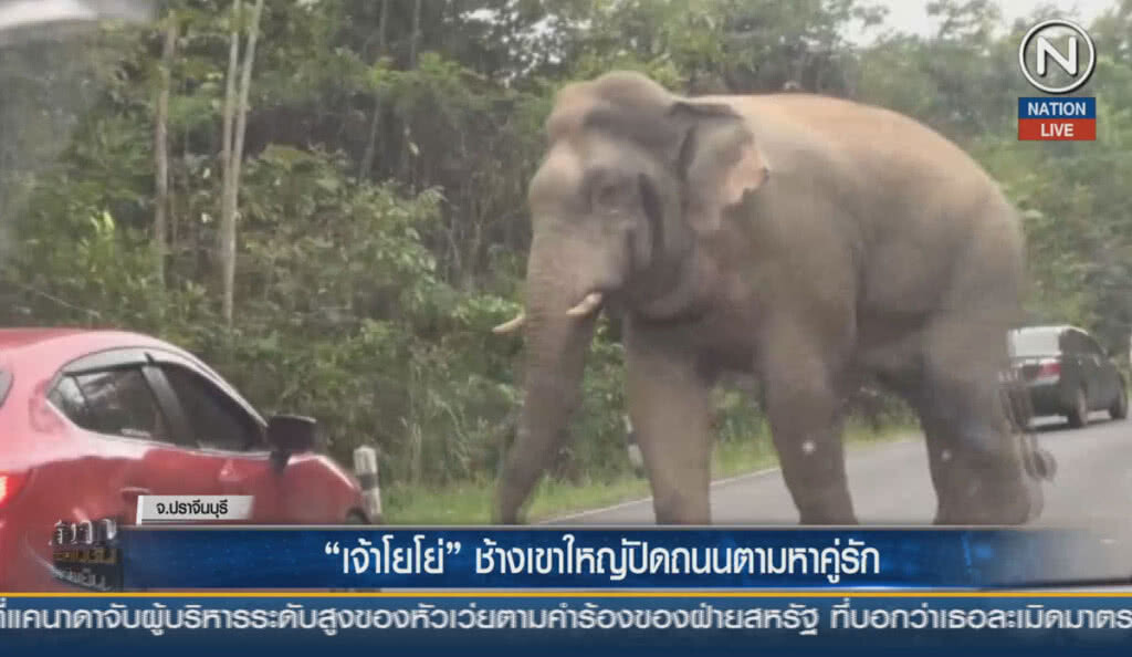 (คลิปข่าว) "เจ้าโยโย่" ช้างเขาใหญ่ ปิดถนนตามหาคู่รัก