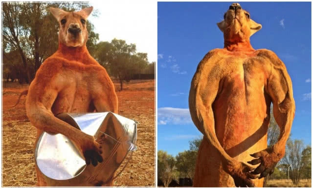 "โรเจอร์" จิงโจ้กล้ามใหญ่ จากโลกนี้แล้ว