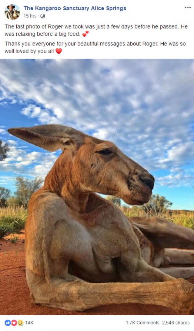 "โรเจอร์" จิงโจ้กล้ามใหญ่ จากโลกนี้แล้ว