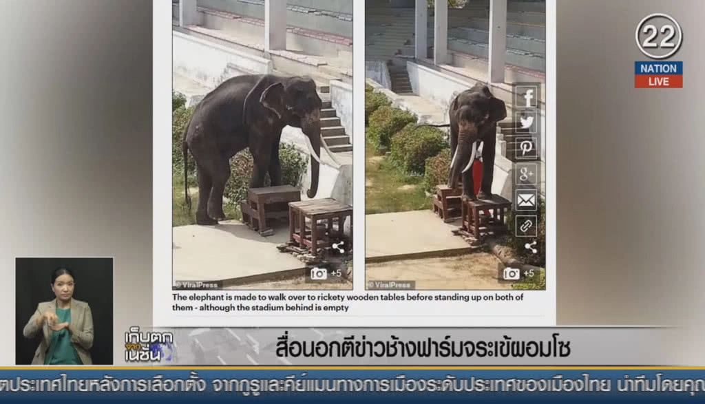 (คลิปข่าว) ฟาร์มจระเข้ โต้ช้างผอม ยันดูแลดี