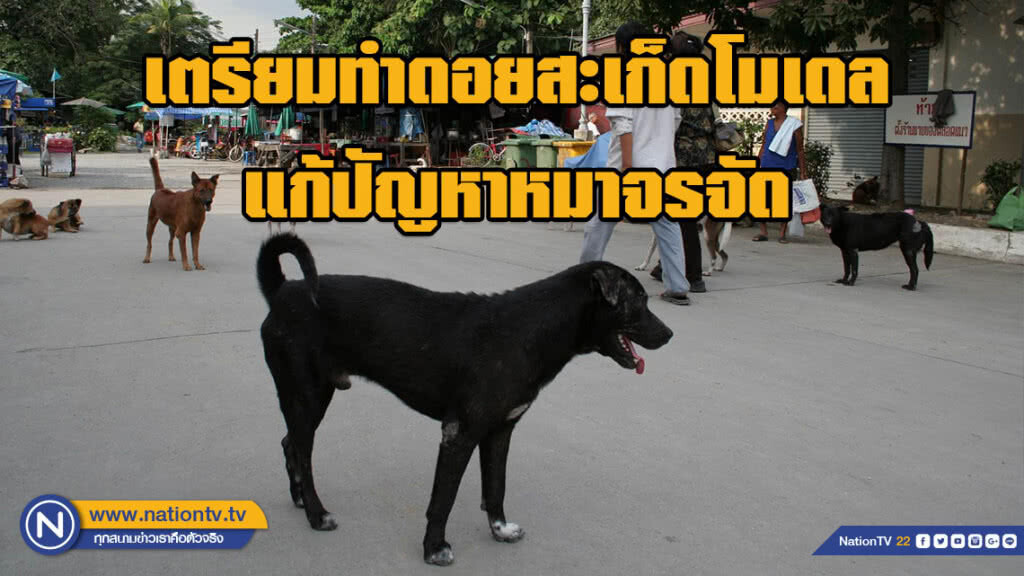 เตรียมทำดอยสะเก็ดโมเดล แก้ปัญหาหมาจรจัด