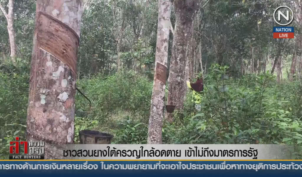 (คลิปข่าว) ชาวสวนยางใต้ครวญใกล้อดตาย เข้าไม่ถึงมาตรการรัฐ