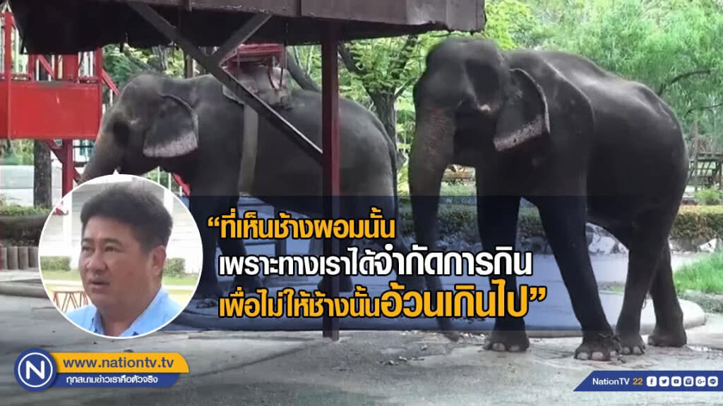 ฟาร์มจระเข้ฯ เผย จำกัดการกินของช้าง เพื่อไม่ให้อ้วนเกินไป