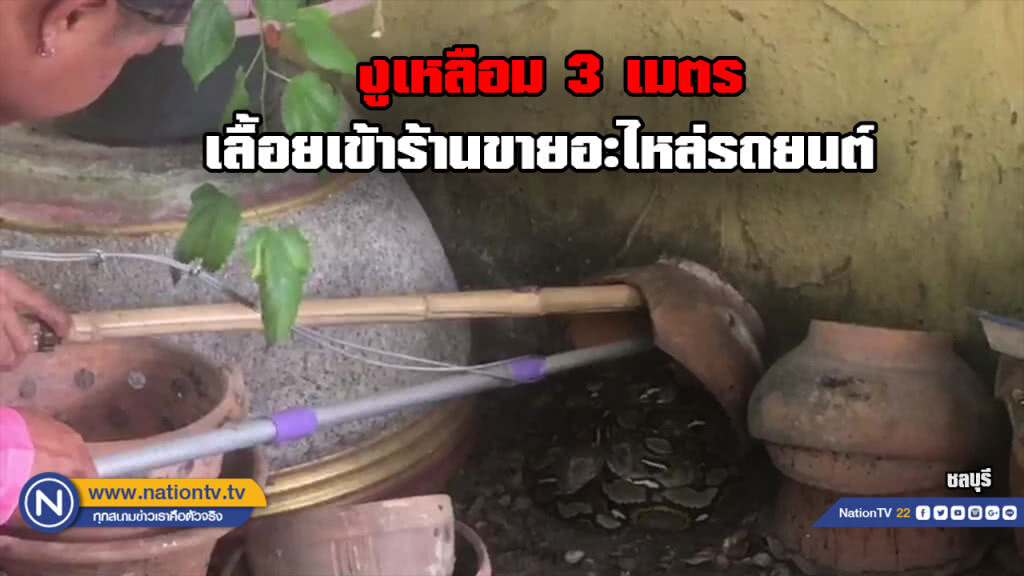 งูเหลือมยาว 3 เมตร เลื้อยเข้าร้านขายอะไหล่รถยนต์ คอหวยแห่ตีเลขเด็ดเลขที่ร้าน งูเหลือมยาว 3 เมตร เลื้อยเข้าร้านขายอะไหล่รถยนต์ คอหวยแห่ตีเลขเด็ดเลขที่ร้าน