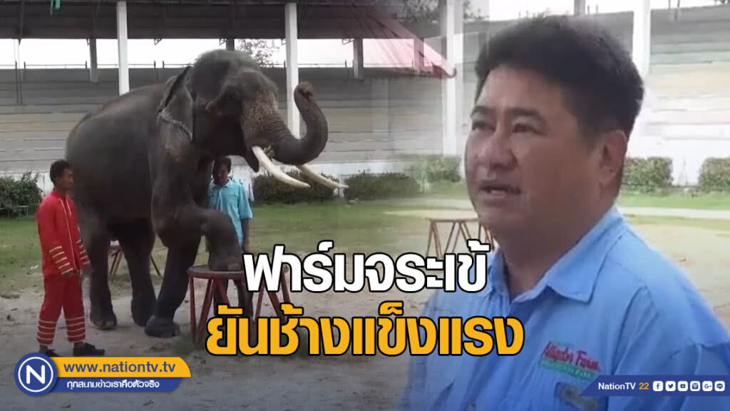 ฟาร์มจระเข้สมุทรปราการโต้ช้างผอม ยันสุขภาพแข็งแรง