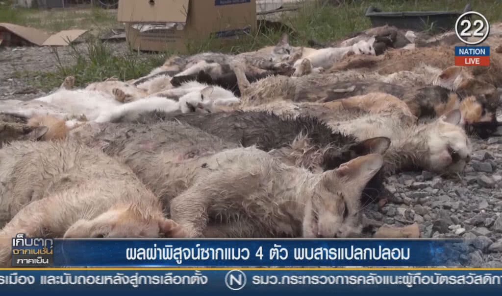 (คลิปข่าว) ผลตรวจซากแมว พบสารแปลกปลอม เชื่อถูกวางยา
