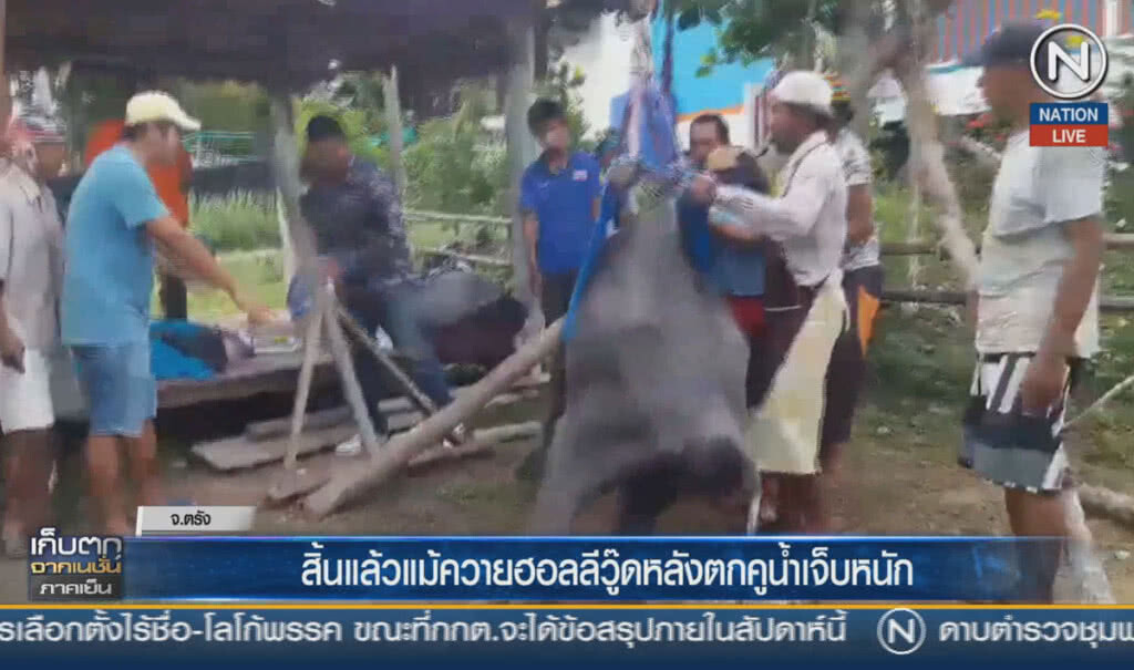 (คลิปข่าว) สิ้นแล้วแม่ควายฮอลลีวู้ด หลังตกคูน้ำเจ็บหนัก