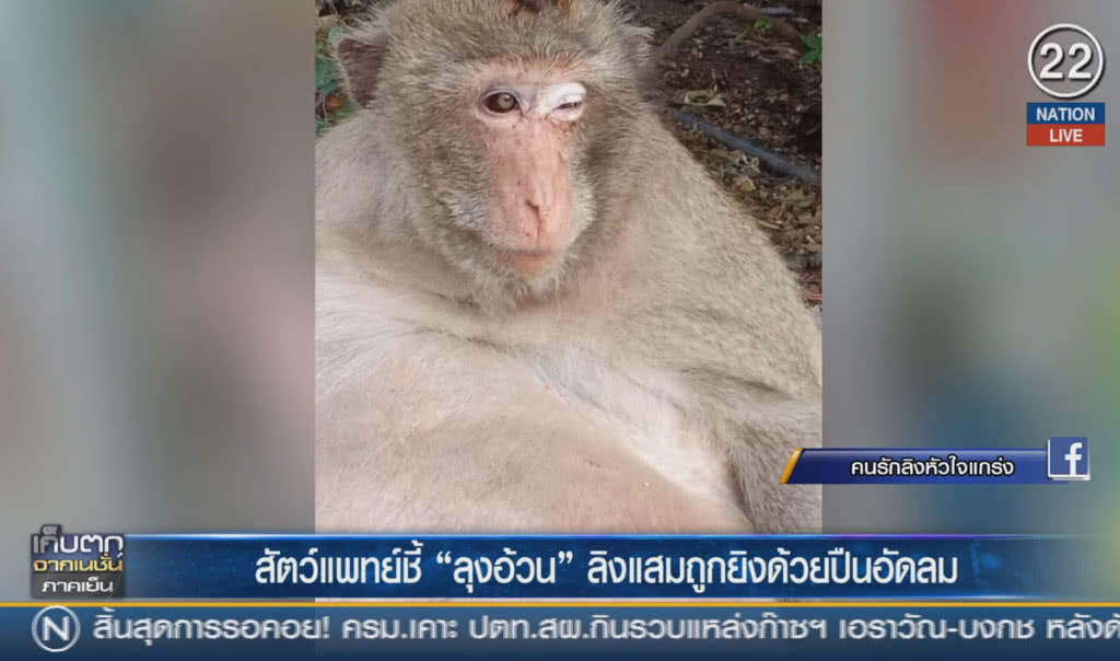 (คลิปข่าว) สัตว์แพทย์ชี้ "ลุงอ้วน" ลิงแสมถูกยิงด้วยปืนอัดลม