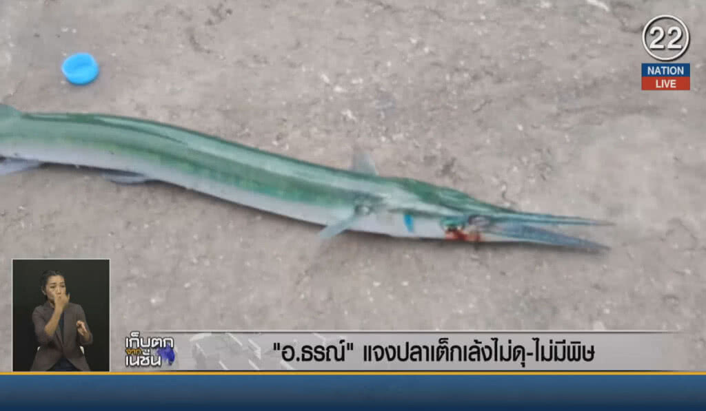 (คลิปข่าว) "อ.ธรณ์" แจง "ปลาเต็กเล้ง" ไม่ดุร้าย ไม่มีพิษ