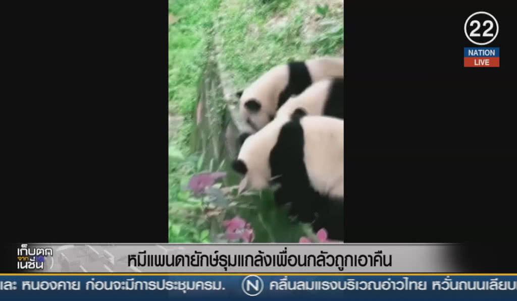 (คลิปข่าว) หมีแพนดายักษ์ รุมแกล้งเพื่อนกลัวถูกเอาคืน (คลิปข่าว) หมีแพนดายักษ์ รุมแกล้งเพื่อนกลัวถูกเอาคืน
