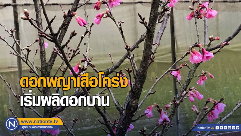 ดอกพญาเสือโคร่ง เริ่มผลิดอกบาน ดอกพญาเสือโคร่ง เริ่มผลิดอกบาน