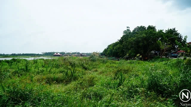 คลื่นผักตบจำนวนมาก ซัดเข้าหาฝั่งทะเลน้อย