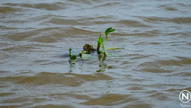 คลื่นผักตบจำนวนมาก ซัดเข้าหาฝั่งทะเลน้อย