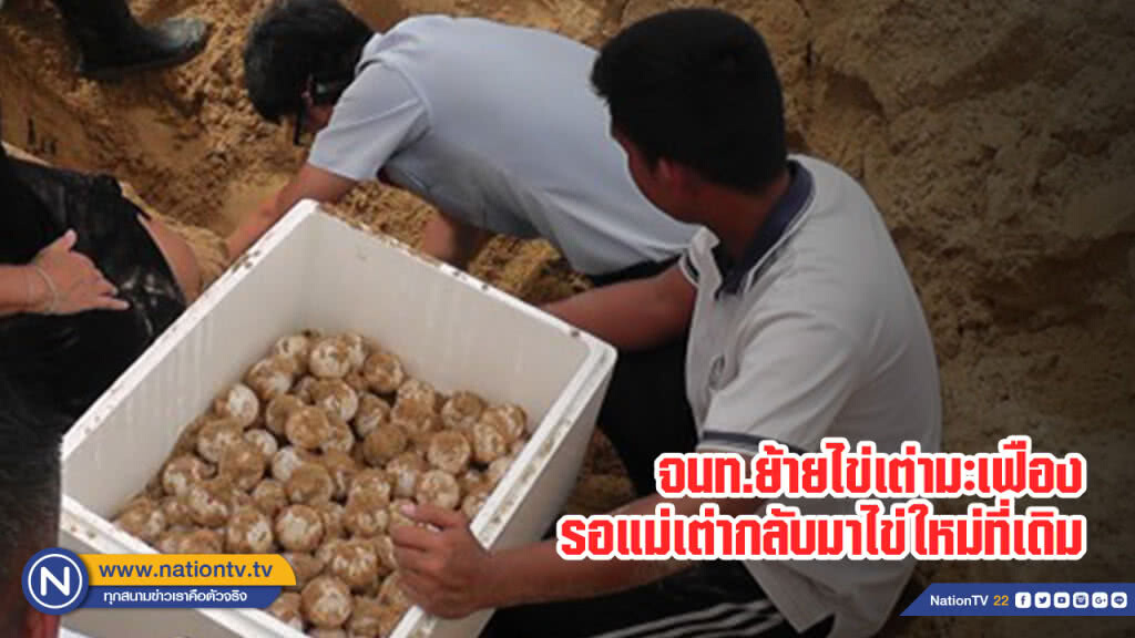 จนท.ย้ายไข่เต่ามะเฟือง รอแม่เต่ากลับมาไข่ใหม่ที่เดิม