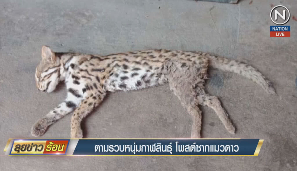 (คลิปข่าว) ตามรวบหนุ่มกาฬสินธุ์ โพสซากแมวดาว (คลิปข่าว) ตามรวบหนุ่มกาฬสินธุ์ โพสซากแมวดาว