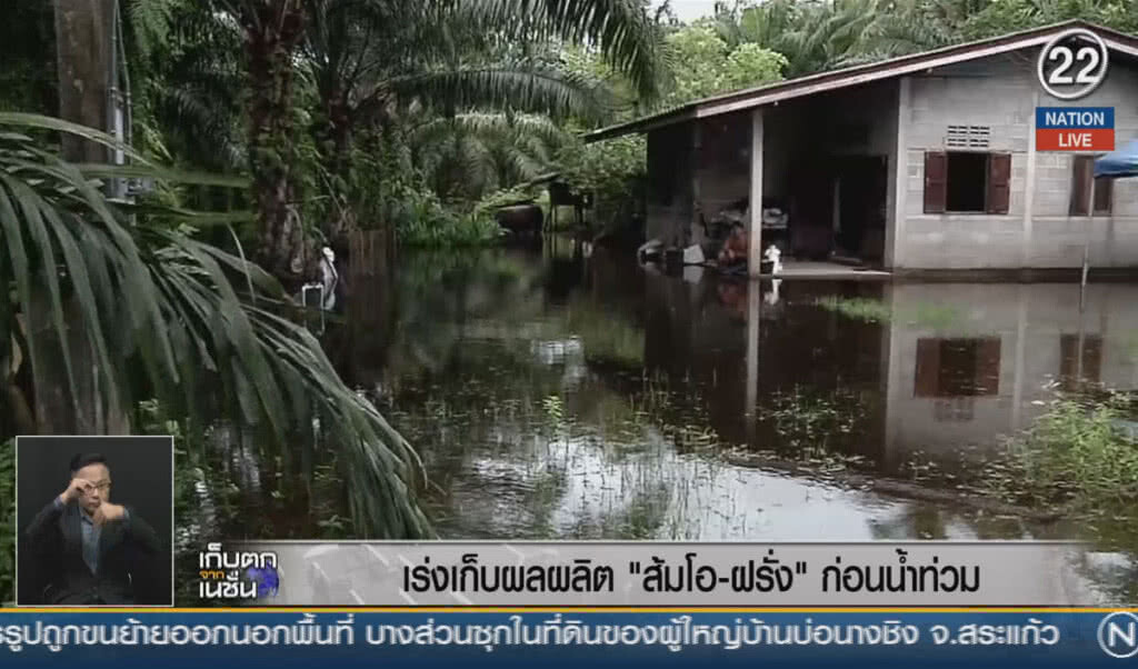 (คลิปข่าว) เร่งเก็บเกี่ยวผลผลิตส้มโอ-ฝรั่ง ก่อนน้ำท่วม