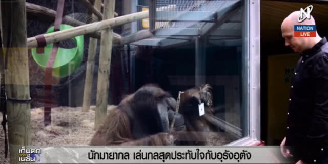 (คลิปข่าว) นักมายากล เล่นกลสุดประทับใจกับ "อุรังอุตัง"