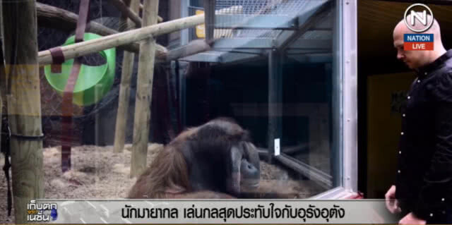 (คลิปข่าว) นักมายากล เล่นกลสุดประทับใจกับ "อุรังอุตัง"