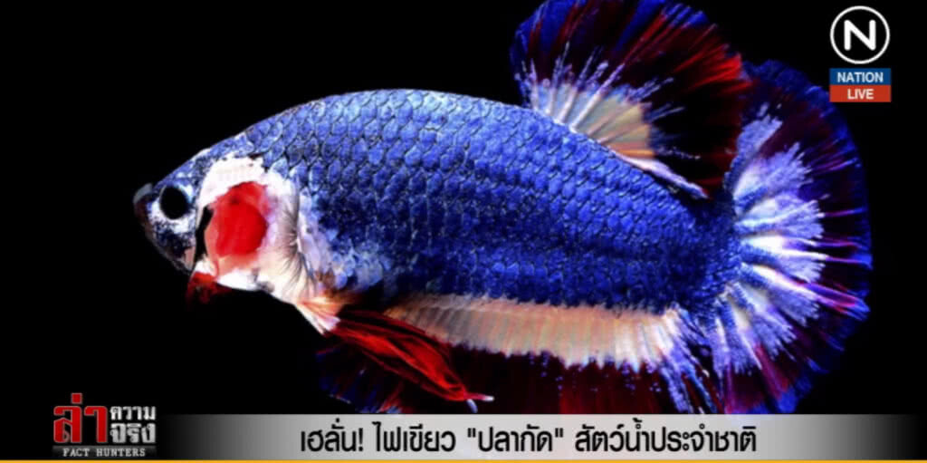 (คลิปข่าว) เฮลั่น! ไฟเขียว"ปลากัด"สัตว์น้ำประจำชาติ