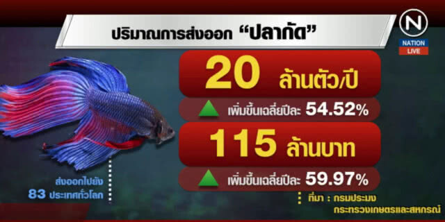 (คลิปข่าว) เฮลั่น! ไฟเขียว"ปลากัด"สัตว์น้ำประจำชาติ