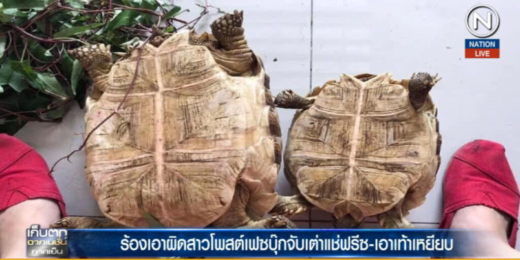(คลิปข่าว) ตร.เอาผิดสาว จับเต่าแช่ฟรีซ ทารุณกรรมสัตว์