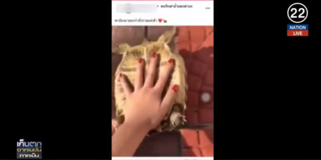 (คลิปข่าว) ตร.เอาผิดสาว จับเต่าแช่ฟรีซ ทารุณกรรมสัตว์