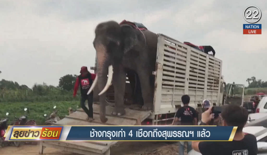(คลิปข่าว) ช้างกรุงเก่า 4 เชือกถึงสุพรรณบุรีแล้ว (คลิปข่าว) ช้างกรุงเก่า 4 เชือกถึงสุพรรณบุรีแล้ว