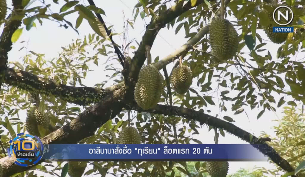 (คลิปข่าว) อาลีบาบาสั่งซื้อ "ทุเรียน" ล็อตแรก 20 ตัน (คลิปข่าว) อาลีบาบาสั่งซื้อ "ทุเรียน" ล็อตแรก 20 ตัน