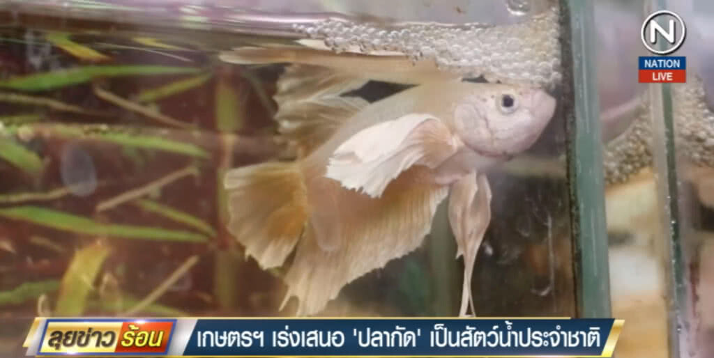 (คลิปข่าว) เร่งเสนอ "ปลากัด" เป็นสัตว์น้ำประจำชาติ (คลิปข่าว) เร่งเสนอ "ปลากัด" เป็นสัตว์น้ำประจำชาติ