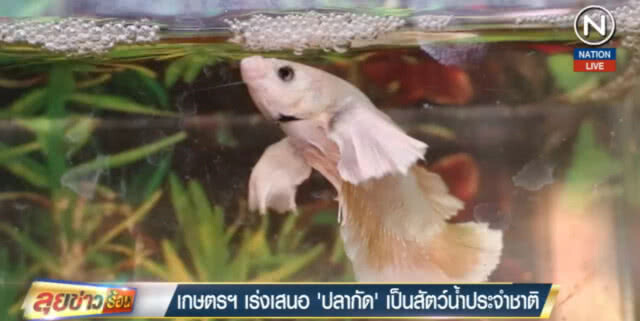 (คลิปข่าว) เร่งเสนอ "ปลากัด" เป็นสัตว์น้ำประจำชาติ