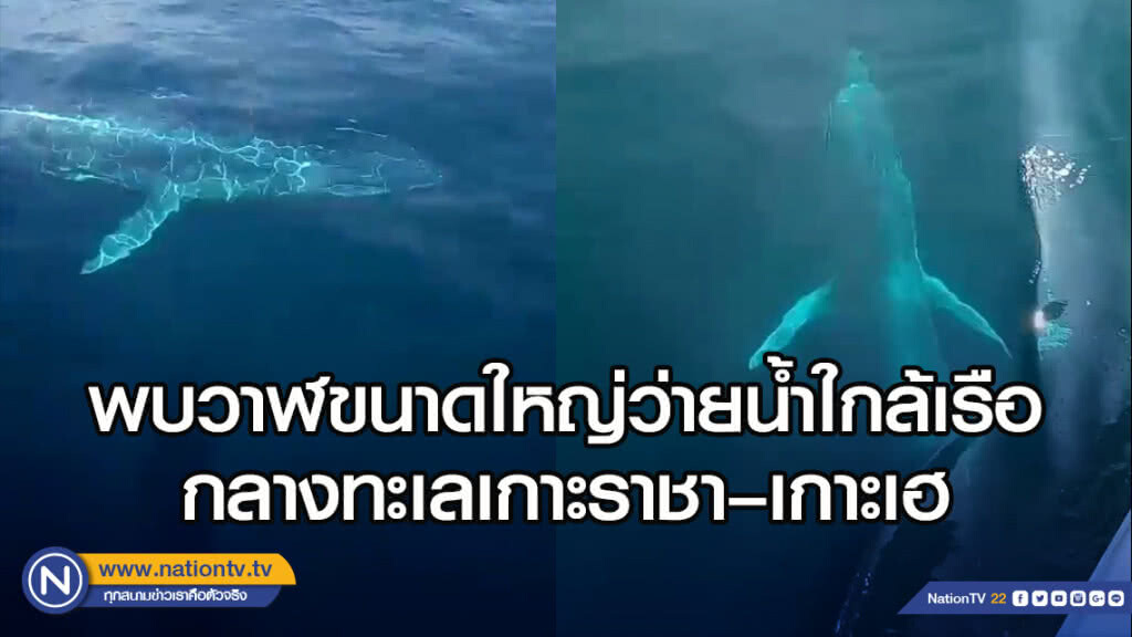 ตื่นตา! พบวาฬขนาดใหญ่ว่ายน้ำใกล้เรือบริเวณร่องน้ำกลางทะเลเกาะราชา–เกาะเฮ
