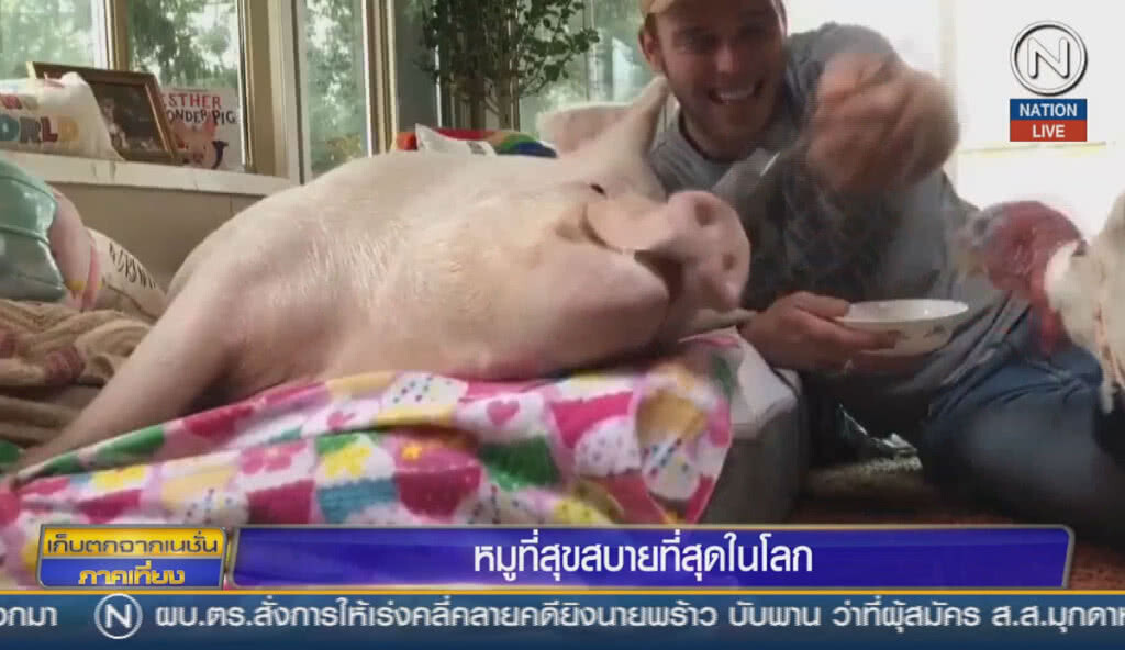 (คลิปข่าว) หมูที่สุขสบายที่สุดในโลก (คลิปข่าว) หมูที่สุขสบายที่สุดในโลก