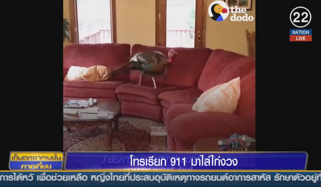 (คลิปข่าว) โทรเรียก 911 มาไล่ไก่งวง (คลิปข่าว) โทรเรียก 911 มาไล่ไก่งวง