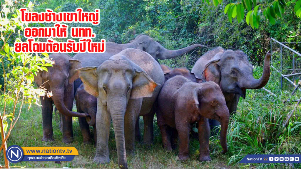 โขลงช้างเขาใหญ่ออกมาให้ นทท.ยลโฉมต้อนรับปีใหม่ โขลงช้างเขาใหญ่ออกมาให้ นทท.ยลโฉมต้อนรับปีใหม่