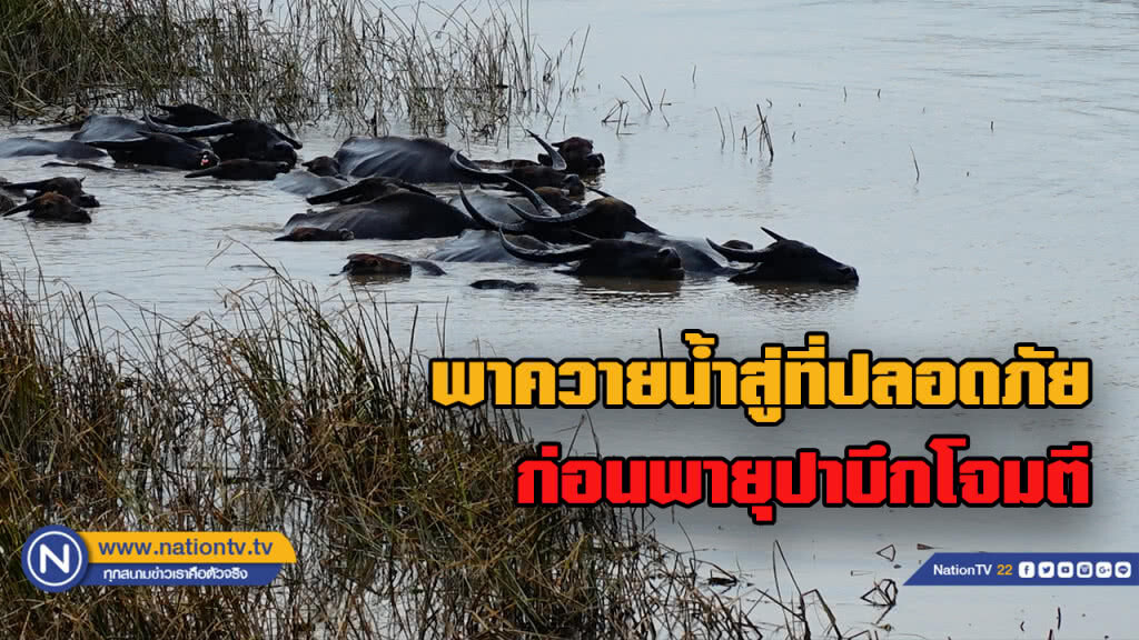 เร่งอพยพควายน้ำไว้ในที่ปลอดภัยก่อน "พายุปาบึก" เข้า