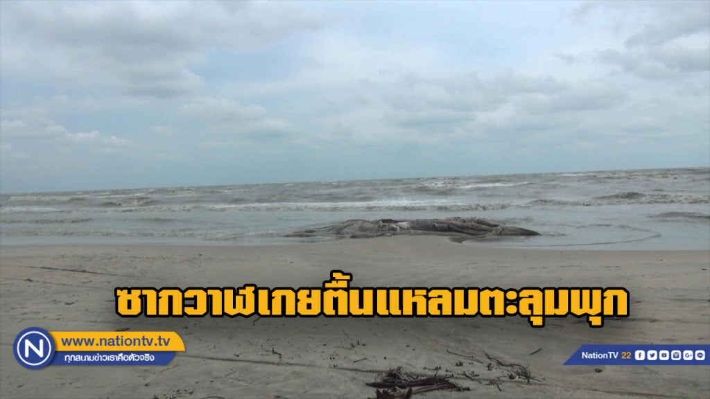 หรือเป็นสัญญาณเตือน? พบซากวาฬเกยหาดแหลมตะลุมพุก หรือเป็นสัญญาณเตือน? พบซากวาฬเกยหาดแหลมตะลุมพุก