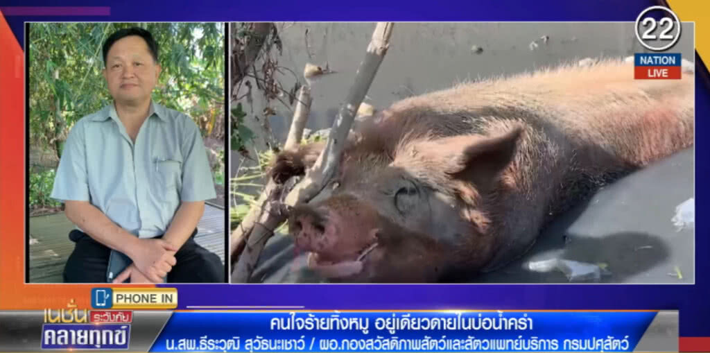 (คลิปข่าว) เปิดภารกิจ ช่วยหมู "หวานเย็น" ขึ้นจากคูน้ำ