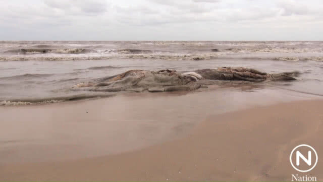 หรือเป็นสัญญาณเตือน? พบซากวาฬเกยหาดแหลมตะลุมพุก